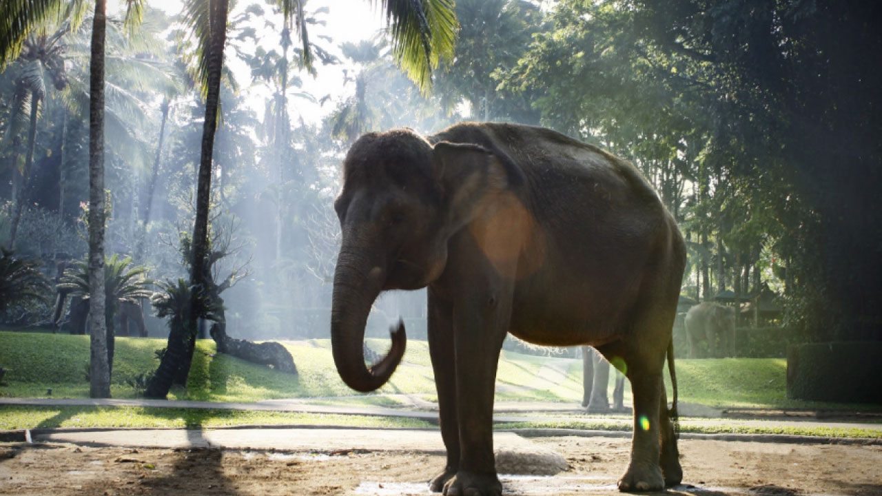Ubud Elephant Ride Tour Chapung Sebali